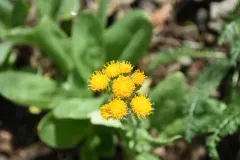 rayless ragwort thumbnail 3