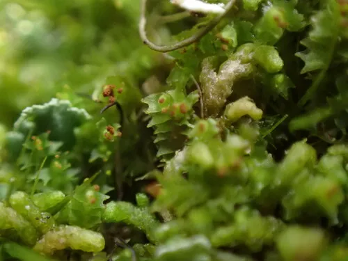 Horned Notchwort