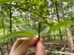 Kobus magnolia thumbnail 3