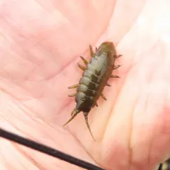 Rockweed isopod thumbnail 4