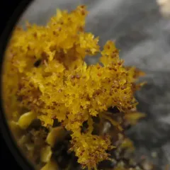 Scouring-pad alga thumbnail 4