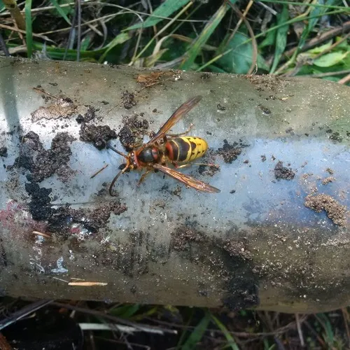 European Hornet