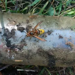 European Hornet thumbnail 1