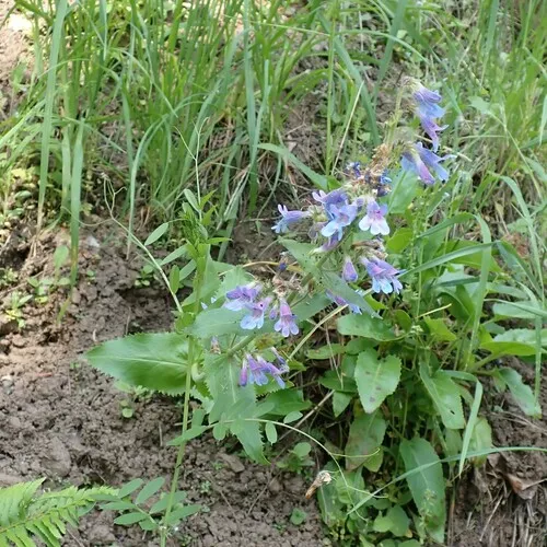 Broadleaf Beardtongue