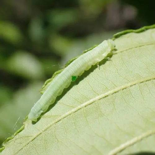 Green Alder Sawfly