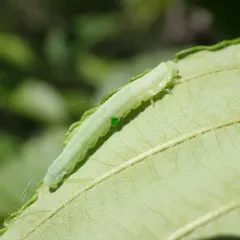Green Alder Sawfly thumbnail 1