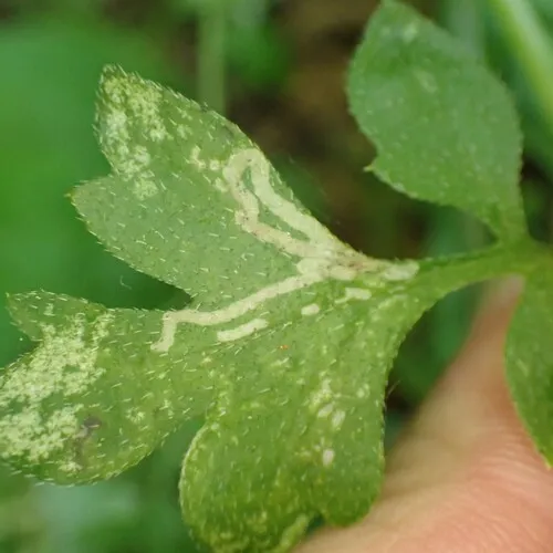 Phytomyza nemophilae