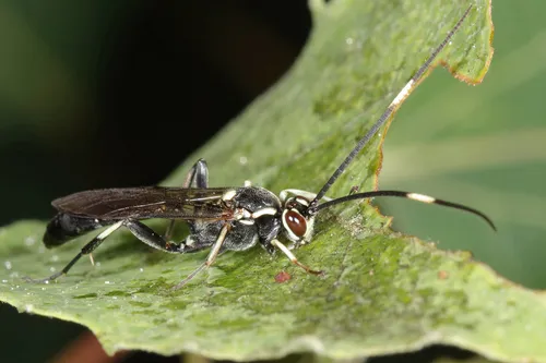 Cratichneumon tyloidifer