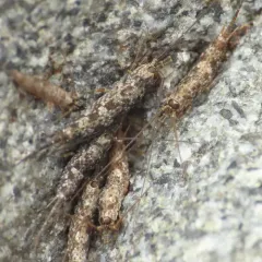 Arctic Bristletail thumbnail 2