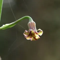 bronze-bells thumbnail 1