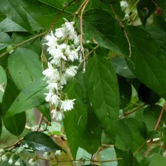 Deutzia crenata thumbnail 3