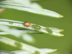 Spruce Aphid thumbnail 1