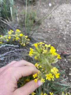Brenda's Yellow Cryptantha thumbnail 3