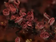 Cribraria purpurea thumbnail 2