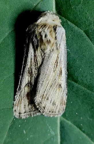 Agrotis daedalus