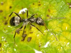 Light Bronze Mound Ant thumbnail 4