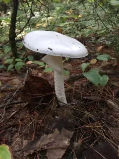 European Destroying Angel thumbnail 4