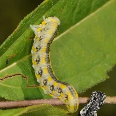 Introduced Pine Sawfly thumbnail 2