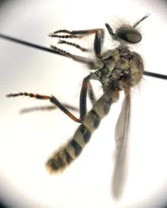 Cyrtopogon anomalus thumbnail 1