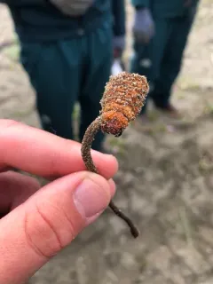 Ophiocordyceps ravenelii thumbnail 3