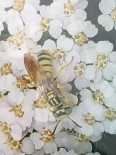 Philanthus multimaculatus thumbnail 2