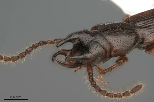 Siagonium punctatum