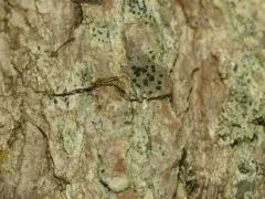 Tiny Many-spored Buttons thumbnail 4