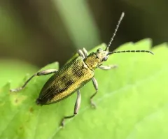 Glittering reed beetle thumbnail 4