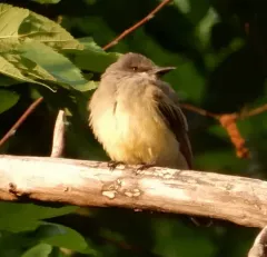 Cassin's Kingbird thumbnail 4