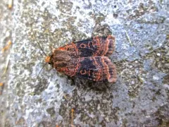 Abagrotis baueri thumbnail 3