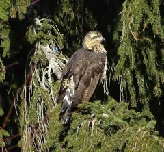 Great Black Hawk thumbnail 1