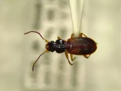 Badister notatus thumbnail 2
