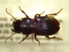 Dubious Harp Ground Beetle thumbnail 4