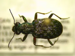 Elaphrus clairvillei thumbnail 2