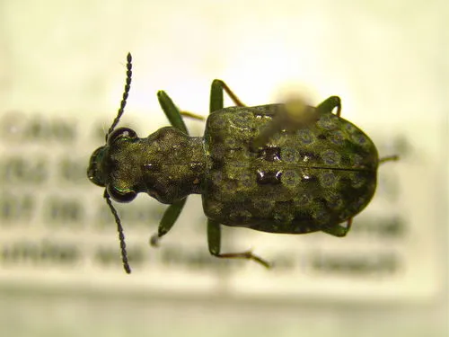Elaphrus lecontei