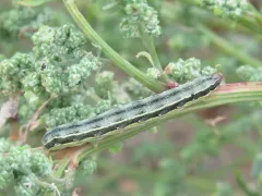 Beet Armyworm Moth thumbnail 2
