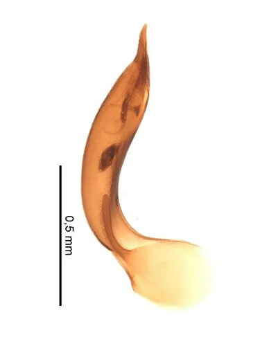 Anisotoma horni