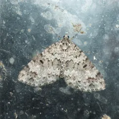 Double-banded Carpet Moth thumbnail 4