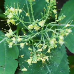 citronella horse balm thumbnail 1