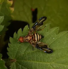 Idana marginata thumbnail 2