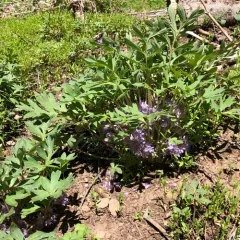 alpine waterleaf thumbnail 3