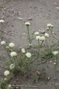 Desert Pincushion thumbnail 4