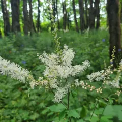 Tall Bugbane thumbnail 3