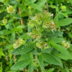 shade phacelia thumbnail 3