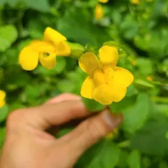 Sharp-leaved Monkeyflower thumbnail 3