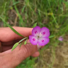 Farewell-To-Spring thumbnail 3
