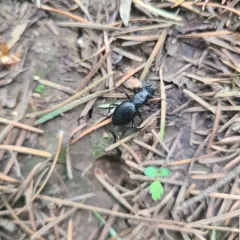 Audouin's Night-stalking Tiger Beetle thumbnail 2