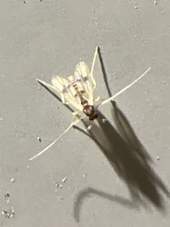 Polypedilum scalaenum thumbnail 2
