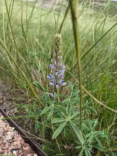 Nebraska Lupine