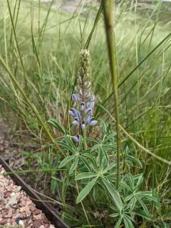 Nebraska Lupine thumbnail 1
